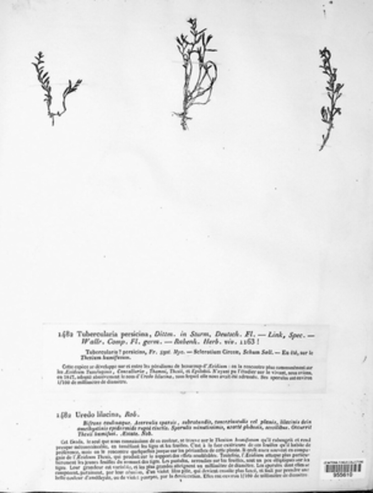 Uredo lilacina image